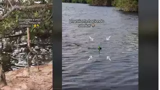 Hombre es captado haciendo snorkel a unos metros de un cocodrilo en una laguna de Cancún