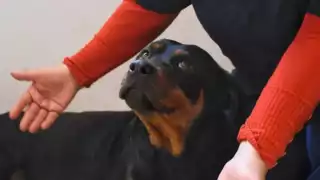 Argentina: Hombre le dispara a su perrita por comerse la carne sobre la estufa