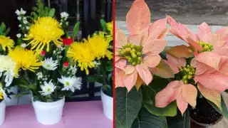 Comerciantes de Sabancuy repuntan ventas de flores en diciembre