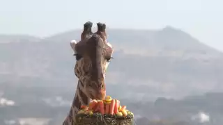 Esto es lo que comerá la jirafa Benito en el Africam Safari
