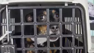 Los canes de varias razas y tamaños volaron con sus humanos de regreso a la Ciudad de México, luego de tres meses de estar en Quintana Roo