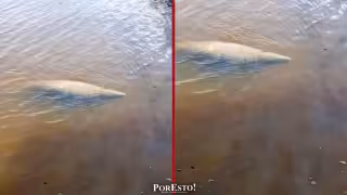 Manatí aparece en Sabancuy: abre oportunidad de turismo sustentable