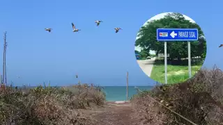 572 especies de fauna son amenazadas por la erosión causada en Paraíso Sisal