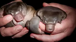 Los animales de este tipo no pueden extraerse de su hábitat. Foto: Especial