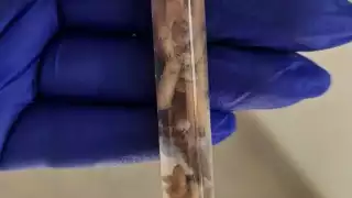 Detectan presunto caso de un perro con gusano barrenador en un módulo veterinario del Ayuntamiento de Mérida