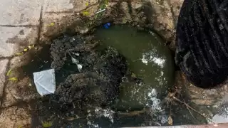 Los vecinos de la zona comentaron que, que la peste es cada vez peor