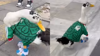 Pato Lucas es la nueva mascota que apoya a la Selección Mexicana