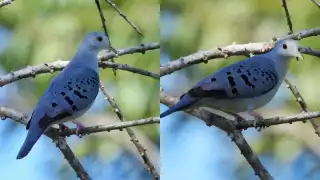 ¿La conocías? Captan a la esquiva tortolita azul en Colonia Yucatán