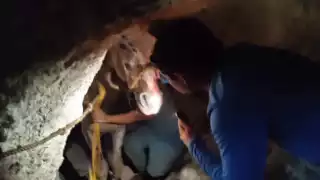 Las labores de rescate fueron un éxito y el cuadrúpedo permanece en observación para descartar que haya sufrido heridas internas