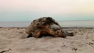 Se llamó a la población a no bajar la guardia en cuanto a la protección de estas especies