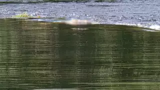 Sigue sin identificar el cadáver mutilado hallado en el Río Candelaria, Campeche