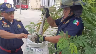 Serpiente ratonera moviliza a cuerpos de emergencia en Piedra de Agua, Umán