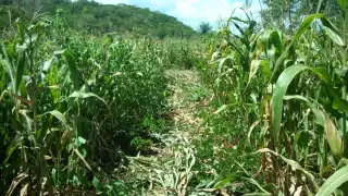 José María Morelos: Más de 100 tejones acaban con 60 hectáreas de milpa