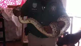 Atrapan a una boa de casi tres metros dentro de una casa en Progreso