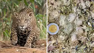 Activistas afirman que se debe proteger al felino, ya que está en peligro de extinción.