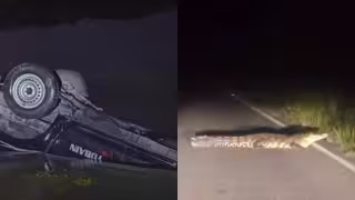 Para no atropellar  a un cocodrilo, policías terminan dentro de la ciénega en Yobaín