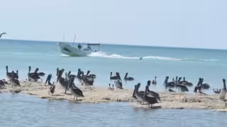 Anuncian megaoperativo ambiental en la Reserva Estatal El Palmar de Celestún hoy 18 de  abril