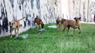 El Fiscal ambiental lamentó que exista gente con características psicópatas