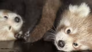 ¿Por qué emociona al mundo el nacimiento de dos pandas rojos?