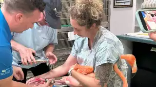 Uno de los deberes del laboratorio estadounidense es intercambiar datos de las marcas que les ponen a las aves en ese país