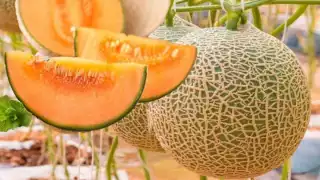 Cofepris informó que junto cn Senasica, realizan una inspección sanitaria a los lotes de los melones retornados de Estados Unidos contaminados con Salmonella
