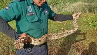 Durante la tarde de ese mismo día se atrapó a una boa juvenil