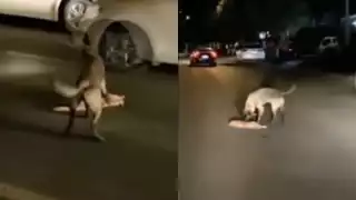 ¡Intenta no llorar! Perrito trata de revivir a gato atropellado (VIDEO)