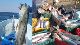 Pescadores de Champotón denuncian afectaciones por la veda de 45 días del robalo