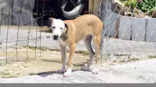 En los perros machos la esterilización previene problemas de la próstata