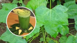 Prepara esta rica agua de chaya para refrescarse del calor de 50 grados en Yucatán