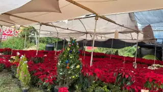 Productores de flores de Nochebuena inician la semana con ventas bajas. Esperan que las ganancias incrementen con la llegada de diciembre