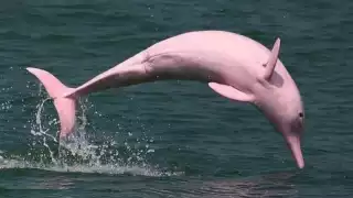 En redes sociales no tardaron en relacionarlo con la película de Barbie