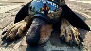 Dixie es una perrita muy sociable. Foto: Especial