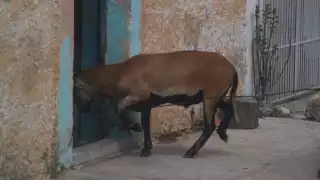 Abuelitos de Telchac Pueblo reviven mitos de 'huayes', personas que se convertían en otros seres