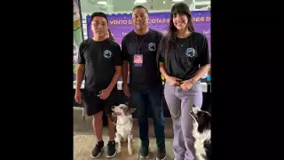 Asimismo, se tendrá la exhibición y competencia de Gallos Azteca o gallos miniatura