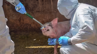 México suspende importación de carne de cerdo desde España por brote de peste porcina africana