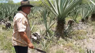 Venta del 'oro verde' continúa paralizada en Dzemul, Yucatán, denuncian