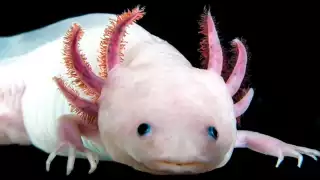 El investigador del Instituto de Biología, Luis Zambrano González, mencionó que en menos de 20 años la población de axolotes se redujo