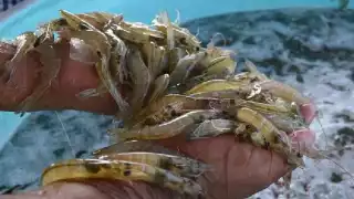 Este proyecto del gobierno de Campeche va de la mano con empresarios