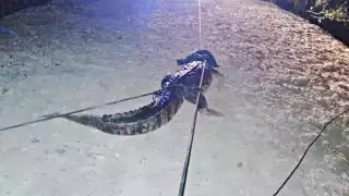 El cocodrilo medía casi dos metros y fue trasladado a la reserva Zona Cero