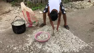 Cae 30% el precio de la chigua en Hopelchén