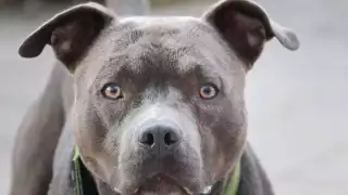 La mujer pasaba con una casa cuando el perro se escapó