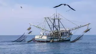 El reporte de captura del 2022 y 2023 fue de 900 toneladas, pero en 2024 no se alcanzará esa cifra