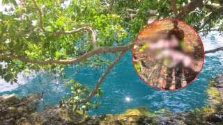 ¿Ritual o accidente? Hallan becerros muertos en el misterioso Cenote de la Bruja en Bacalar