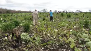 En Tizimín varias personas han adquirido parcelas sin certeza jurídica