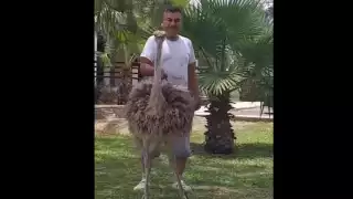 El hombre paseaba a  una avestruz con correa en las calles de Apodaca y fue grabado