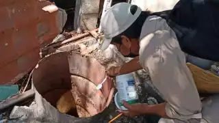 Aedes aegypti es el transmisor de enfermedades como dengue