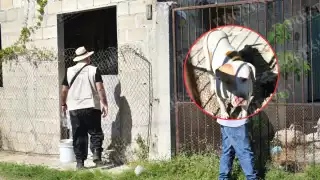 Fiscalía investiga presunto criadero clandestino de pitbulls en IMI, Campeche