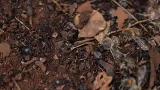 Loa apicultores han empezado desde cero después de su pérdida