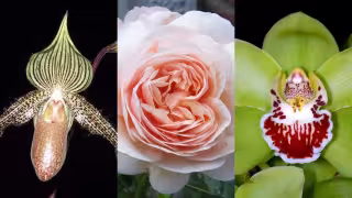 Estas son las flores más caras del mundo, valen millones de dólares